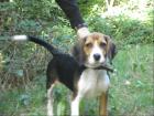 Beagle abzugeben!