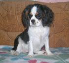 Cavalier King Charles Spaniel