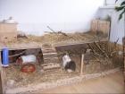 Süße Meerschweinfamilie leider abzugeben