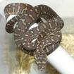 Baumpython. Bredli,kückennatter
