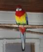 Platycercus eximius - ROSELLASITTICH / PRACHTROSELLA
