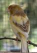 Serinus canaria - Kanarienvogel