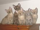 Burmababies