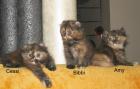 Zauberhafter Edelmix -American Curl/Perser