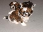 Shih-Tzu Welpen Weiblich mit Stammbaum