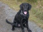 Verkaufe prächtigen Labradorwelpen Rüde