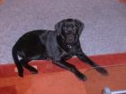 Verkaufe prächtigen Labradorwelpen ( Rüde)