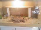 Bartagame  ca 2Jahre  mit Terrarium abzugeben