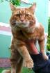 Maine Coon Kater 3 Jahre alt.