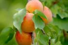 Alles rund um die Marille - bei wieser-online.at