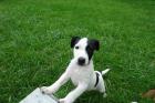 Jack-Russel/ Foxterrier Mischling