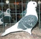 Suche Altdeusche Mövchen(weibchen)
