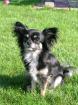 Www.chihuahua-shop.com