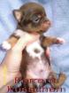 Chihuahuawelpen in lang- und kurzhaar mit Papieren