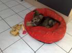 CHIHUAHUA-YORKIE MIX