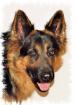 Altdeutsche Schäferhundwelpen im November 08