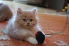 Süße BKH/BLH Kitten suchen Dosenöffner