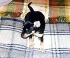 Toy-Terrier Mix-Welpen
