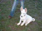 5 Weisse Schäferhundwelpen  Rüden  m. P. suchen noch ein neues Zuhause
