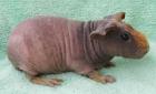 Skinnys / Skinny-Pigs / Nacktmeerschweinchen abzugeben