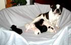 Franzoesische Bully Babys