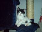 2 Katzenbabys suchen zuhause