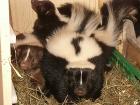 Stinktiere