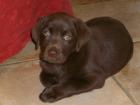 Labradorwelpe Schoko 10 Wochen