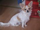 Chihuahua Deckrüde!!!! (zum Decken)