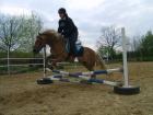 Suche reitbeteiligung 