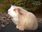 Kleines süsses Coronet Meerschweinchen abzugeben 