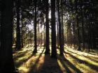 Erzweg - Wandern auf höchstem Niveau im Amberg-Sulzbacher Land 