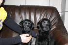 Labradorwelpen