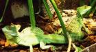 !!!!!!!!!!!! STIRNLAPPENBASILISK !!!!!!!!!!!!!!!