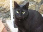 Geshi sucht Flugbegleiter