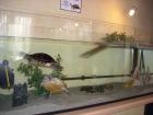 2 Gelbwangen Schmuckschildkröten