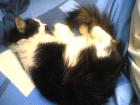 Katzendame sucht neues zu Hause..