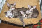 Reinrassige verschmuste Siam und OKH Katzen abzugeben