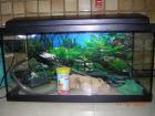 Aquarium, 54l mit Zubehör