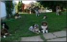 MINI Australian Shepherd Welpen