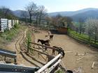    Mitreiterin   Reitbeteiligung   gesucht   