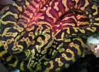 Teppichpythons schwarz-gelb