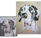 Hundeportraits, Tierportraits  nach Fotovorlage