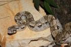 Boa constrictor imperator El Salvador (0.1)