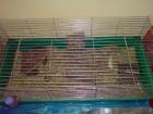 2  vier Monate alte Meerschweinchen (mit großen Käfig und Zubehör) in liebevolle
