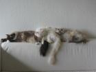 3 liebevolle Birmas suchen neuen Kuschelplatz