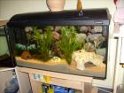  Aquarium mit viel Zubehör    TOP    wegen Hobbyaufgabe 