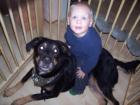 Rottweiler Bernasennen Mischling kostenfrei in liebevolle Hände abzugeben