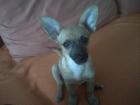 Chihuahua-Rehpinscher-Mischling