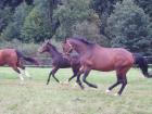 Biete Rb an drei braven Warmblütern in 97782 Wolfsmünster
